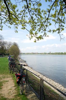At the top: green branches of a tree before a blue sky. At the bottom: green gras and a riverbank. Several bikes are leaned onto a railing.